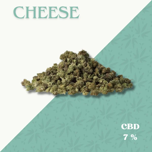 CHEESE
