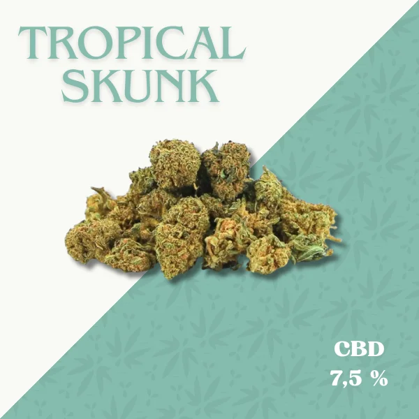 TROPICAL SKUNK