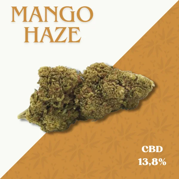 MANGO HAZE