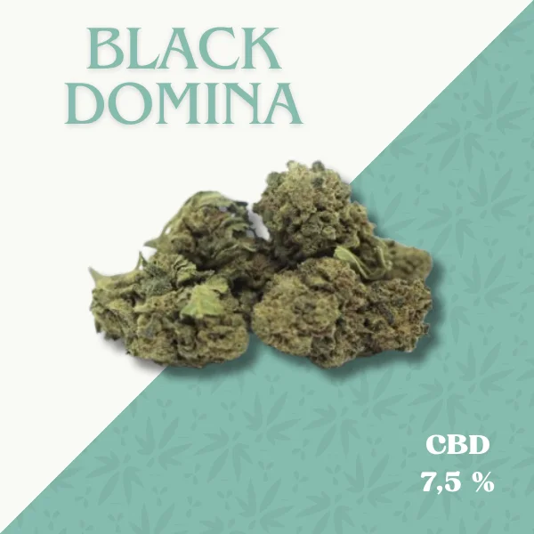 BLACK DOMINA